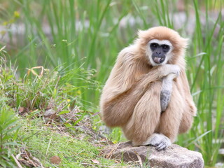 Obraz premium 座って舌を出すシロテテナガザル
