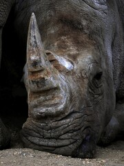 シロサイの角のクローズアップ