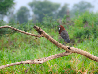Rufescent Tiger-Heron standing on fallen dead tree