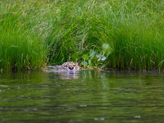Wild Jaguar swimming in the river in Pantanal, Brazil