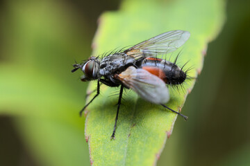 Side view of a fly of the genus Eriothrix perched across a green leaf.