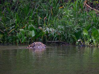 Wild Jaguar swimming in the river in Pantanal, Brazil