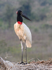 Jabiru standing on the nest, closeup portrait