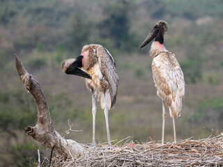 Two jabiru chicks standing on the nest,closeup portrait