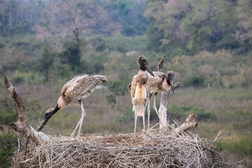 Three jabiru chicks standing on the nest