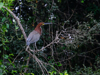 Rufescent Tiger-Heron standing on tree branch