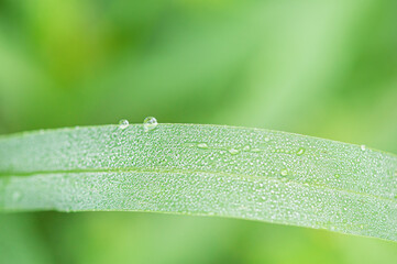Green grass macro photo with dew drops on it. Macro nature.