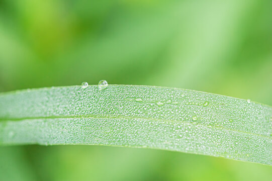 Green grass macro photo with dew drops on it. Macro nature.
