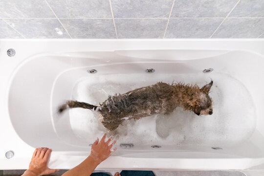 C&atilde;o castanho a tomar banho
