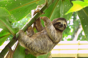 Young sloth standing on a tree close to a little house in Puerto Viejo, Costa Rica. - obrazy, fototapety, plakaty
