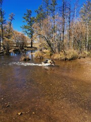 river in autumn