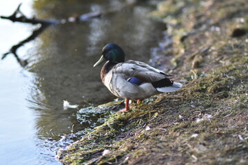 duck on the shore
