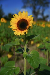 Obraz premium Closeup of sunflower on a field