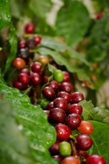 Cafezeiro carregado de café	
