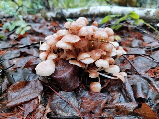 mushrooms in the forest