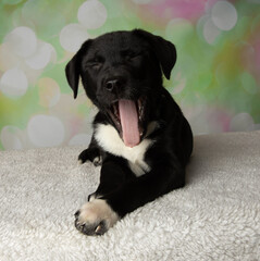 black and white mastiff lab mix puppy yawning