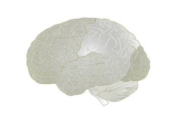Cerebral Segment Yellow Scale Type Plastic