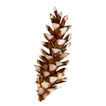 Pine cone watercolor