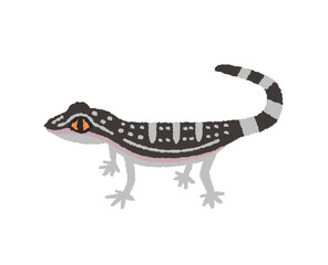 クロイワトカゲモドキの手描きイラスト