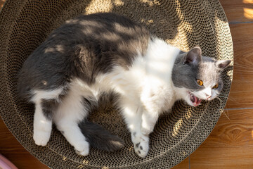 a cute shorthair cat having sun bath and yawning on a balcony