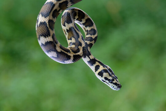 The carpet tree python