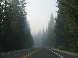 Morning Foggy Road in California, traveling to Yosemite 