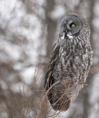 great horned owl