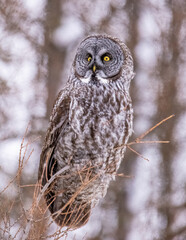 great grey owl