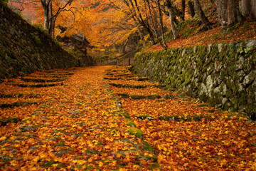 百済寺紅葉　Hyakusaiji temple autumn leaves