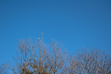 winter tree branches against blue sky