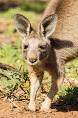 Naklejka na ściany i meble Eastern Grey Kangaroo in Victoria, Australia