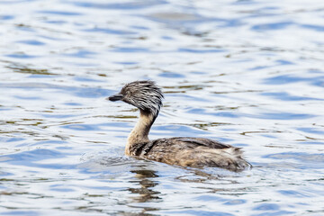 Hoary-headed Grebe in Victoria, Australia