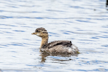 Hoary-headed Grebe in Victoria, Australia