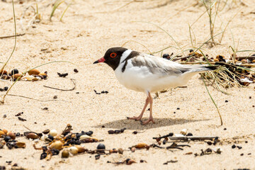 Hooded Plover in Victoria, Australia