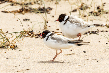 Hooded Plover in Victoria, Australia