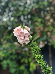 pink rose bush