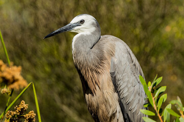 White-faced Heron in Victoria, Australia