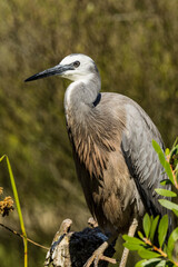 White-faced Heron in Victoria, Australia