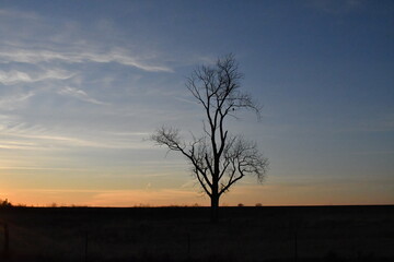 Fototapeta na wymiar Lone Tree Sunset