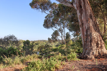Fototapeta na wymiar eucalyptus tree in australian bushland overlooking the werribee river