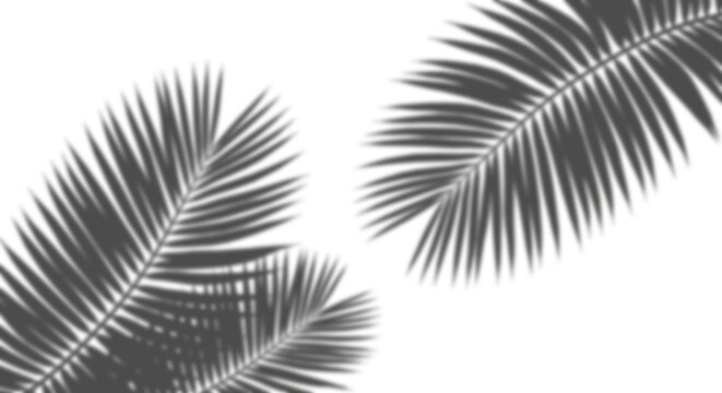 Cut out shadow palm leaves isolated on transparent backgrounds 3d illustration