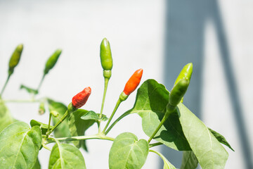 Red and green chili  pepper growing in the garden