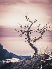 Fototapeta premium small tree on a cliff