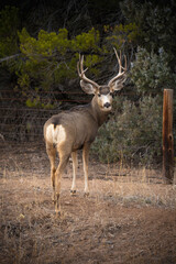 Naklejka na ściany i meble Deer with antlers near fence