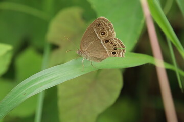 Bushbrown Butterfly in a park