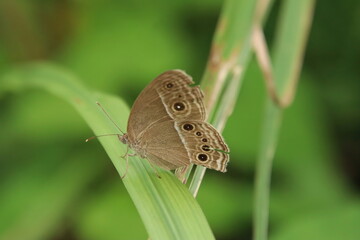 Bushbrown Butterfly in a park