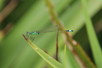 Common Blue Tail Damselfly Dragonfly