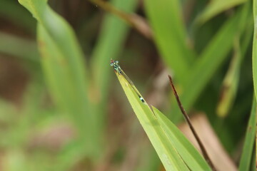 Common Blue Tail Damselfly Dragonfly