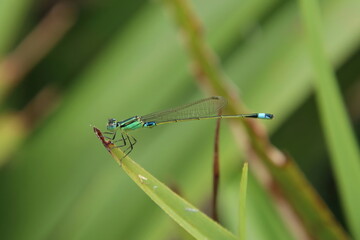Common Blue Tail Damselfly Dragonfly