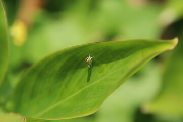 Small insect on a leaf in a park